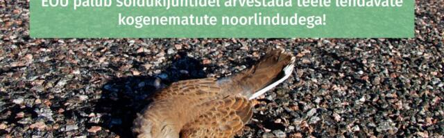 Ornitoloogiaühing palub sõidukijuhtidel arvestada teele lendavate kogenematute noorlindudega
