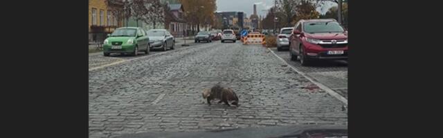 VIDEO | Linnapildis haruldane loom käis Haapsalu tänavatel seiklemas