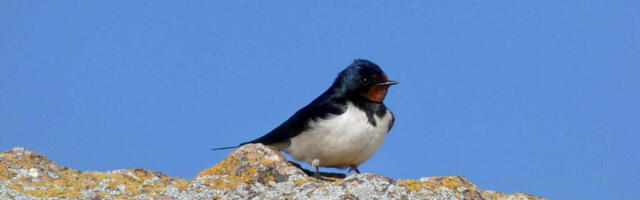 TÄNAVUNE RÄNDLINDUDE SAABUMINE TÕI MITMEID REKORDEID