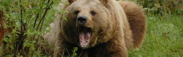 Sin čuo krike majke, pa zatekao jeziv prizor: Medved unakazio ženu i pobegao u šumu, nije joj bilo spasa