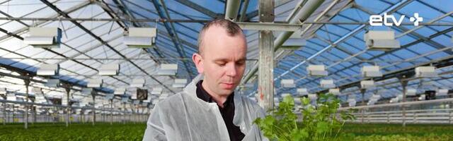 Grüne Fee: стоит покупать более длинные и тонкие огурцы, у них самый натуральный вкус