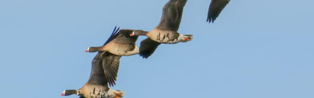 Kevade kõige erilisemad külalised jõudsid  Hiiumaale