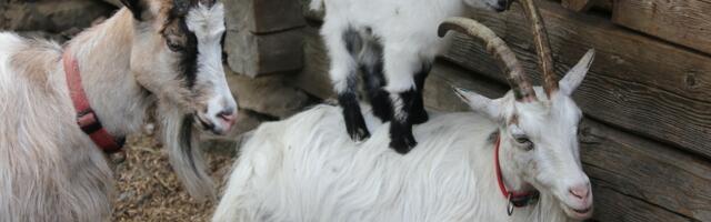 Erakorralist toetust taotleb 1770 põllumajandustoodete esmatootmisega tegelevat ettevõtjat