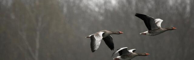 Kohus kaasas hanejahi peatamise menetlusse põllumehed