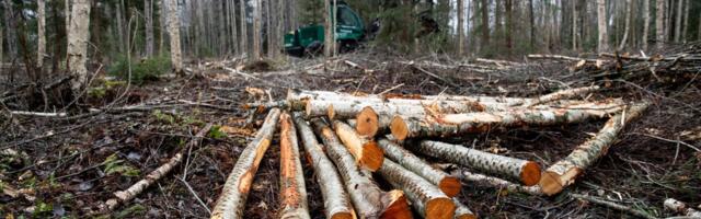 Mirkko Koppel: metsanduses tuleb kohaneda, et püsida konkurentsis