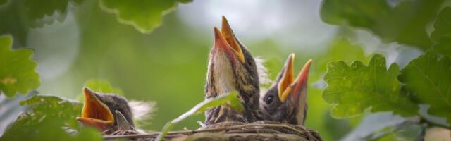 Keskkonnaamet alustab aprilli keskel pesitsusrahu kontrollidega