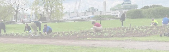 Reporter: Tallinna päeval istutati lilli ja peeti rõdukontserti