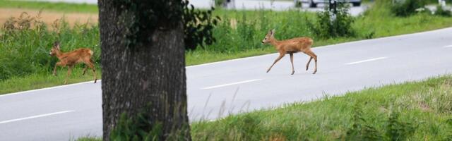 Kindlustaja: kokkupõrked metsloomadega on vähenenud