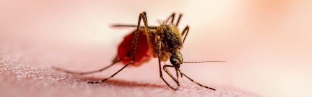 Argentinat ähvardab dengue palaviku epideemia oht