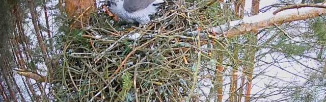 Tartu esikullipaari pereelu saab taas kaamerasilmast jälgida