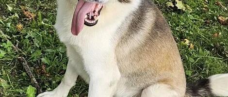 Varjupaikade MTÜ: selle nädala staar on Mihkel Valga varjupaigast