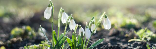 Nädalahoroskoop : 26. veebruar - 3. märts