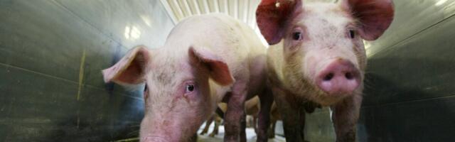 Professor Arvo Viltrop: seakatku vastu aitab suurem teadlikkus ja parem teavitus