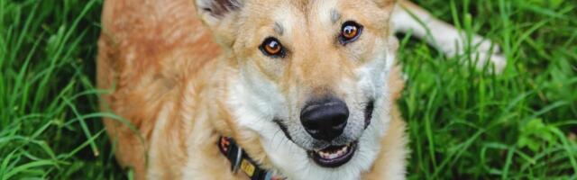 Varjupaikade MTÜ: selle nädala staar on Bert Võru varjupaigast