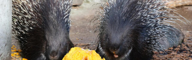 KÕRVITSAPEOL NÄEB ERINEVAID LOOMI KÕRVITSAID SÖÖMAS