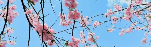 Soojenev kliima jätab Jaapani kirsipuud õiteta