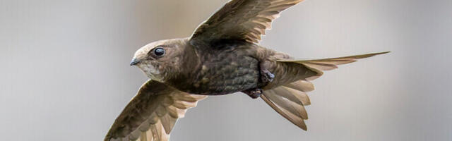 Piiritajale meeldib ajalooline linnakeskus