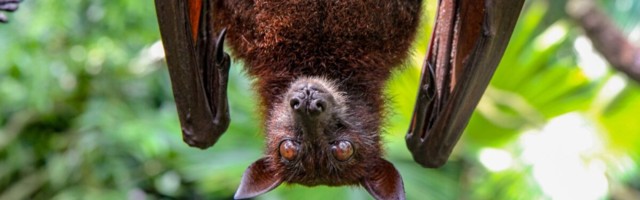 Milline oli kliimamuutuse roll koroonapandeemia vallapäästmise juures?