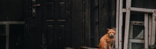 Lemmiklooma veider käitumine paljastas majas peitunud õõvastava saladuse