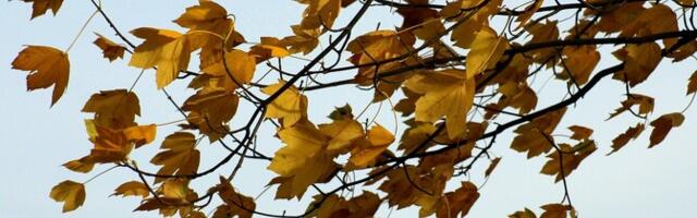 В субботу воздух прогреется до 10 градусов