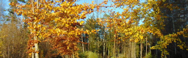 PÖÖKIDE VÄRVIILU | Kärdlas, Reigis või Vaemlas pakuvad pöögid värviilu