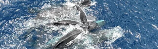 Nädala vaalavideod_ kašeloti sünd, peade kokkulöömine ja Läänemerre lõksu jäänud küürvaala pääsemine