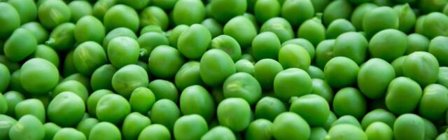 Fakt teadust päevas: miks olid Mendeli herned kollased või rohelised?