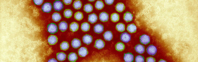 Õpilasuurija aitas hõlbustada viiruspõhiste ravimkandjate loomist