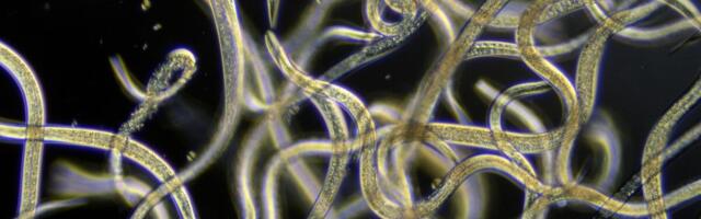 Inimese eluiga saaks pikendada nii ümarusside geneetika uurimise kui ka eluviisi muutmise abil