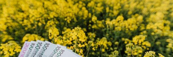 Viimsis kavandatakse maamaksu tõusu kuni 10 protsenti