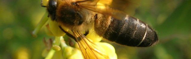 Himaalaja “hull mesi” – psühhoaktiivse toimega maiustus