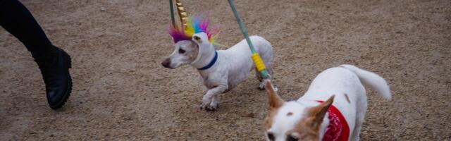Uued teadusuuringud_ koeratõud hakkasid arenema juba kiviajal