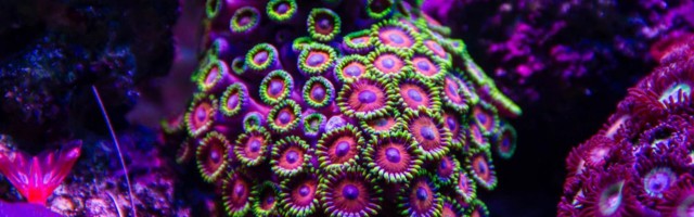 Loodusmaja mürgistusjuhtumi põhjustanud korall võib akvaariumi sattuda juhuslikultki