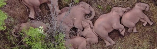 Reporter: Loode-Hiinas ekslev elevandikari heitis esimest korda üheskoos magama