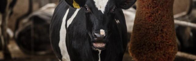 Gümnaasiumist veterinaariateadmised? Miks mitte!