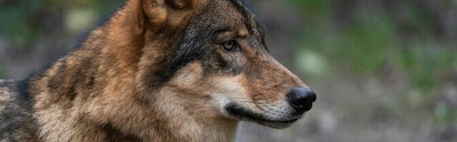 Tartu Ülikooli terioloogid: miks me kardame hunte, aga mitte enda otsuseid?