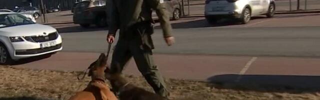 Belgia lambakoer Runa alustas teenistuskoeraks õppimist