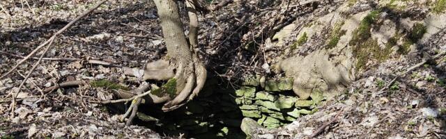 Lihula kloostri kaev saab võsast välja