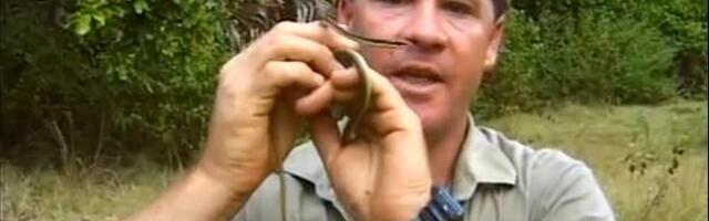 Bodlja mu je prošla kroz grudi kao vruć nož kroz puter: Smrt Lovca na krokodile je snimljena, samo je mirno pogledao i rekao...