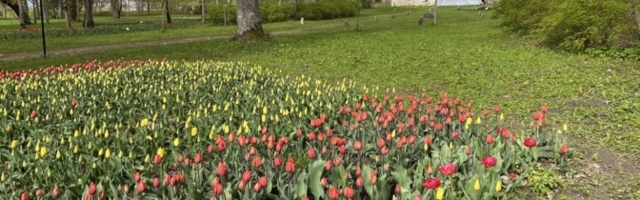 Kirna mõisa pargis on õide puhkemas 200 000 tulpi