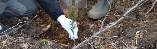 Erametsaomanikud istutasid rekordilise arvu puid