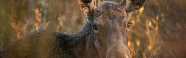 Põdra-aasta avatakse pidulikult Tallinna loomaaias 6. veebruaril