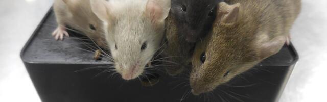 Uuringutest on ajalooliselt emaseid loomi välja jäetud. Trumpi uue poliitika kohaselt võib seda nüüd uuesti teha