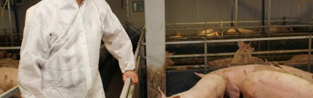 Järgmises Viljandimaa farmis tuvastati seakatk. “Olukord on kontrolli alt väljas”