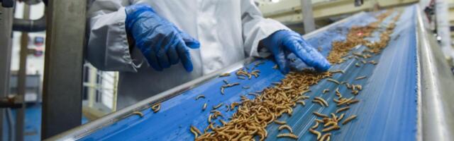 HALE ROHEKÄKK: sitikatööstus kukkus kokku