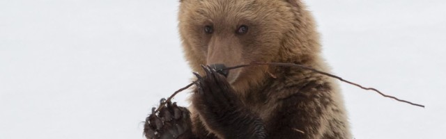 Reporter: Alutaguse vallas Kuremäe kandis luusib ringi talveunest ärganud noor karu