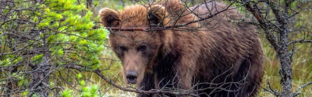 Karuga kohtumise tõenäosus on kasvanud aina suuremaks