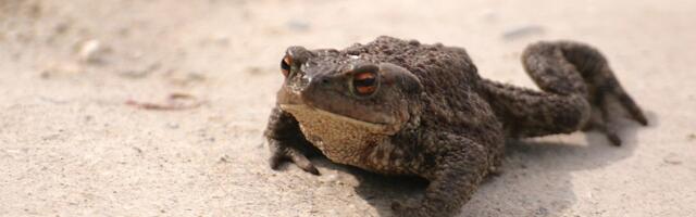 Algas massiline konnade kevadränne. Vaata, kus tuleb maanteel olla tähelepanelik