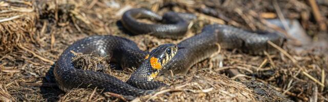 Päästjad said väljakutsed Põlvast, Tartumaalt, Valgast ja Võrumaalt