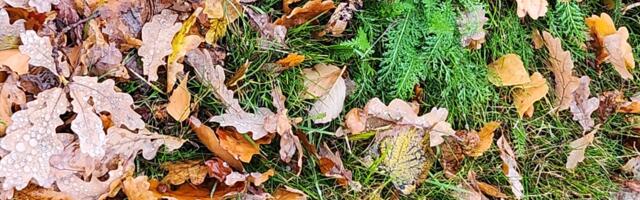 Audrus on avatud uus jäätmepunkt